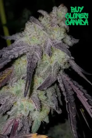 mac 1 clones cannabis flower