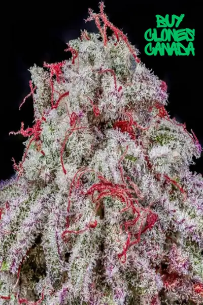 Oreo Big Stuff #9 Clones Flower