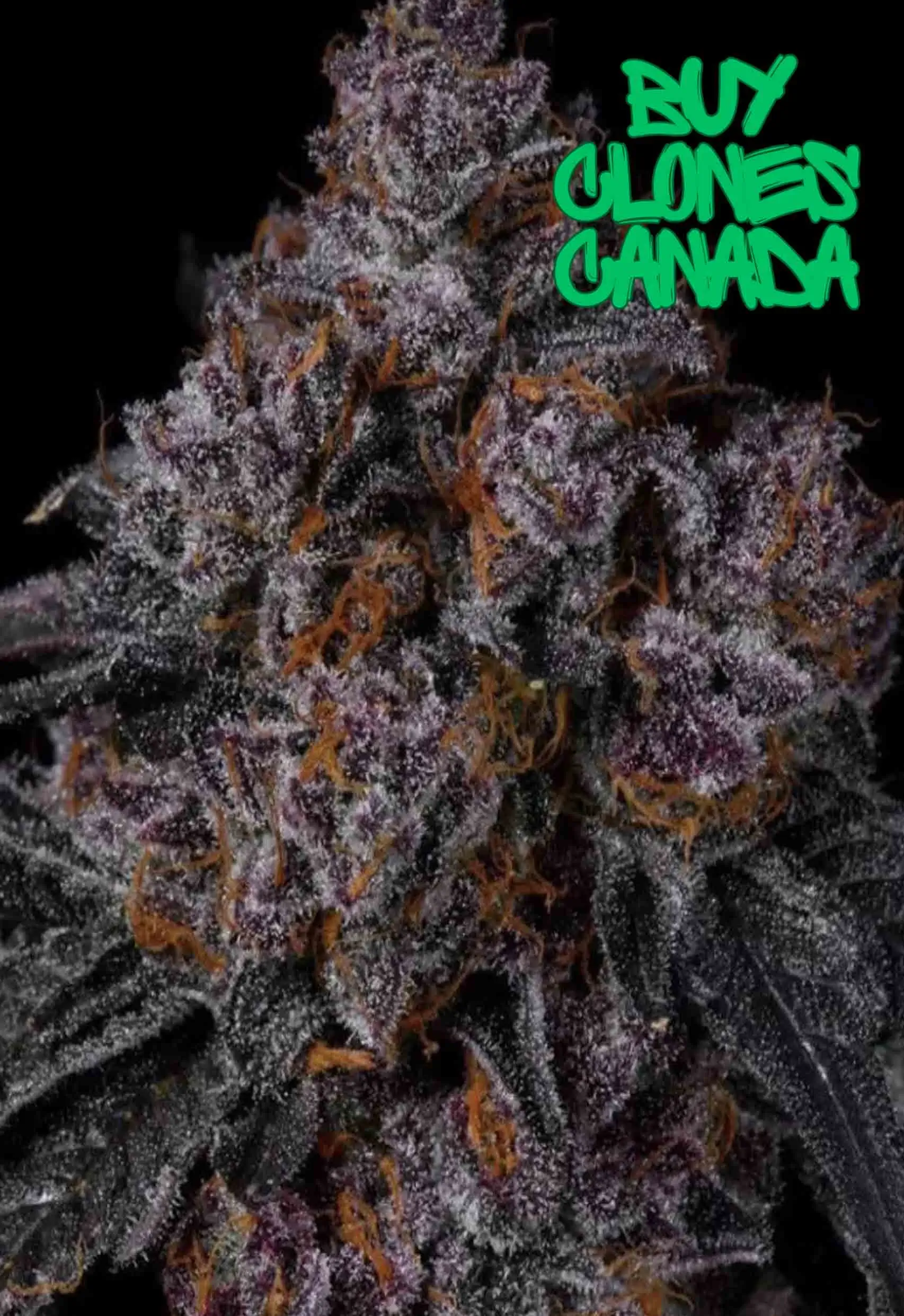 buy clones canada breeder cannabis clones