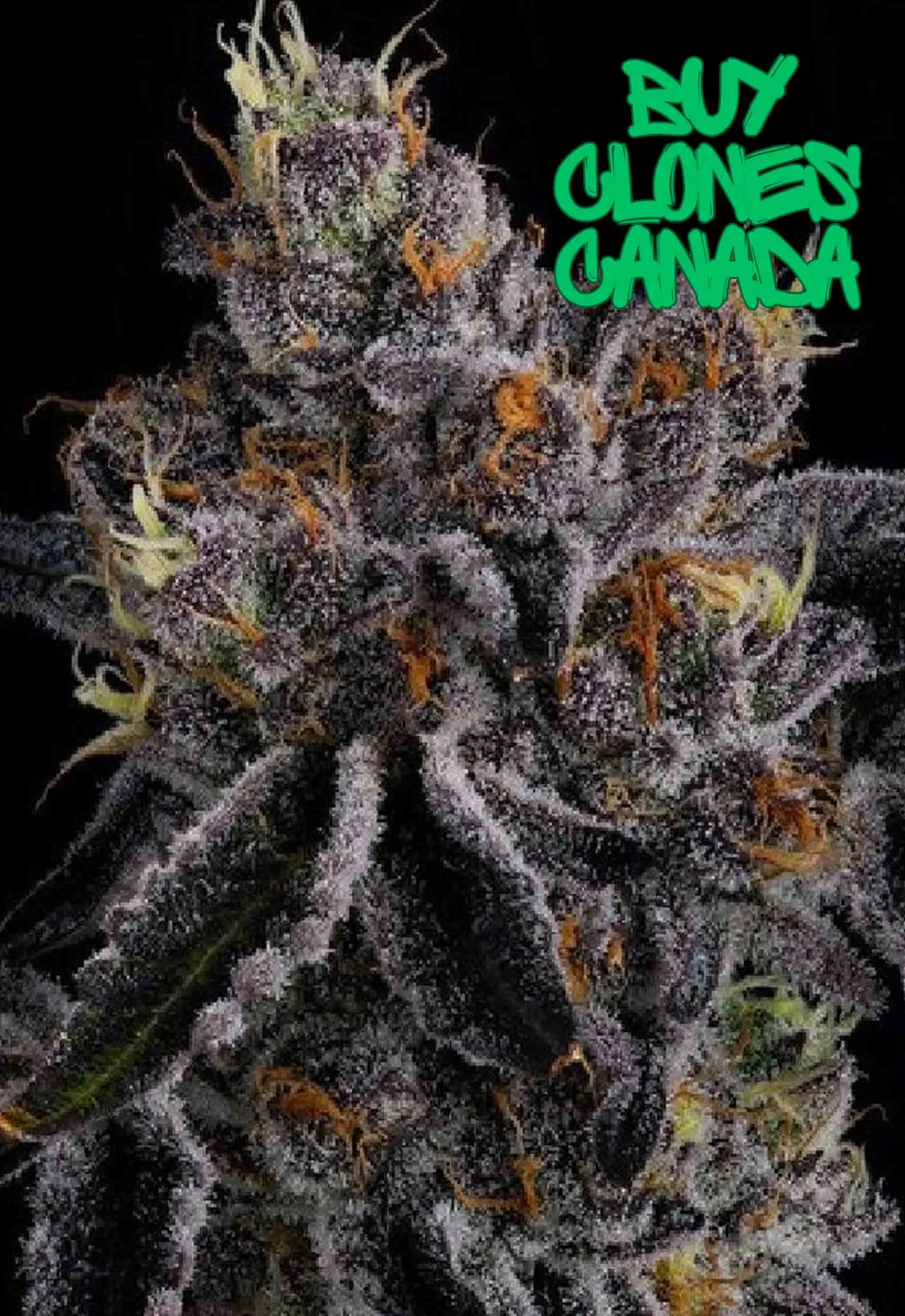 buy clones canada breeder cannabis clones