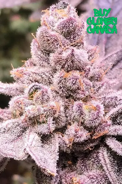Purple Sunset RBX2 #8 Clones Plant