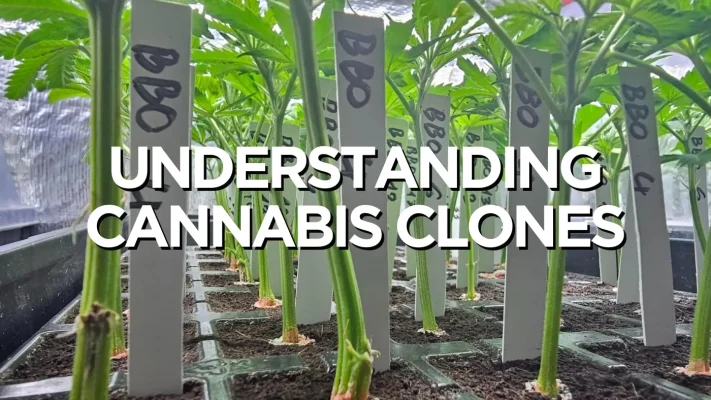 Understanding Cannabis Clones