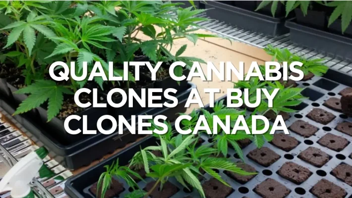 Quality Cannabis Clones at Buy Clones Canada