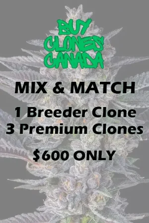 buy clones canada mix and match breeder premium clones