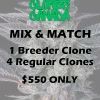 buy clones canada mix and match breeder regular clones