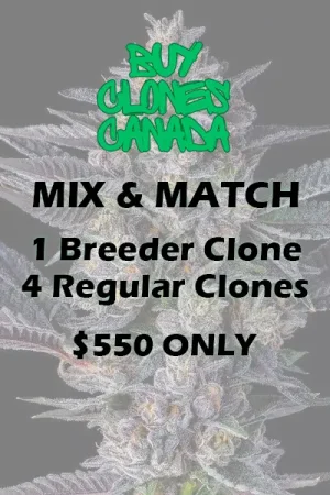 buy clones canada mix and match breeder regular clones