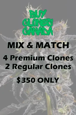 buy clones canada mix and match premium regular clones